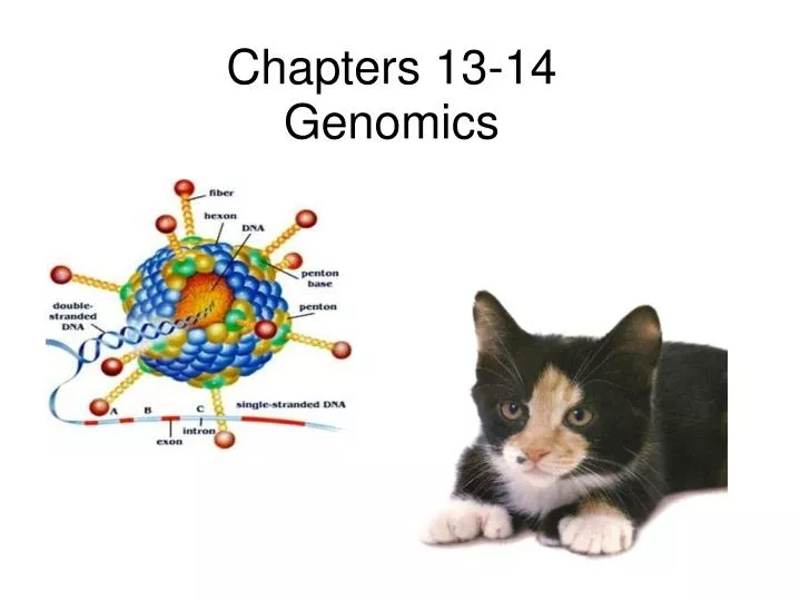 chapters 13 14 genomics