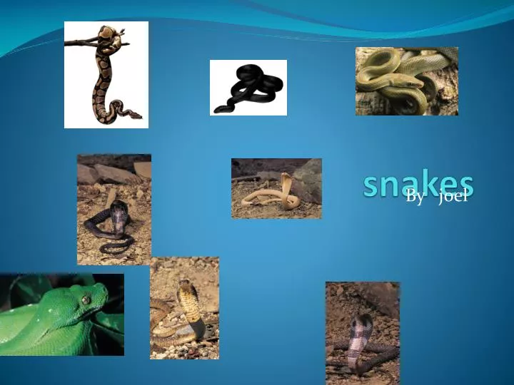 snakes