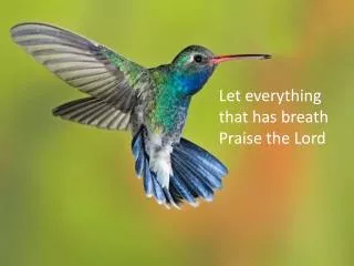 Let everything t hat has breath Praise the Lord