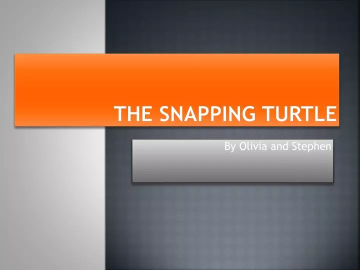 the snapping turtle