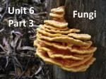 Understanding Fungi: Characteristics, Structure, and Classification - slide 1