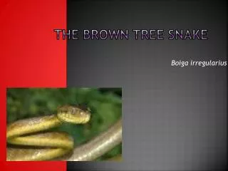 The Brown Tree Snake