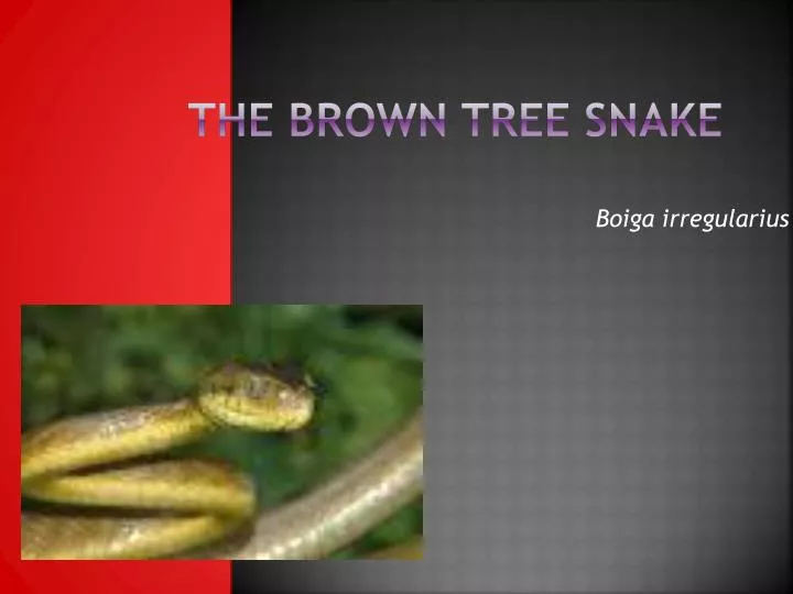 the brown tree snake