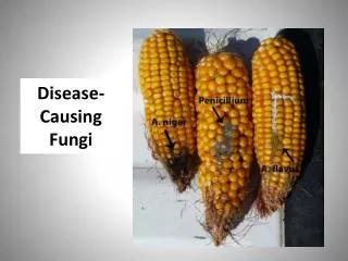 Disease-Causing Fungi