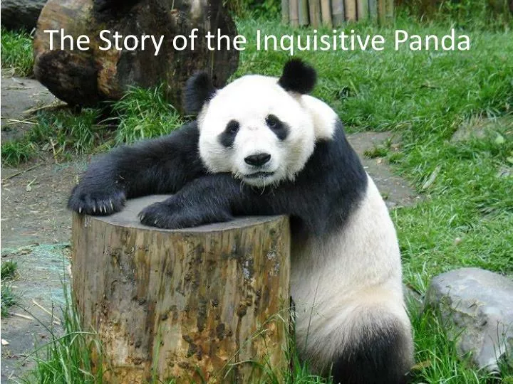 the story of the inquisitive panda