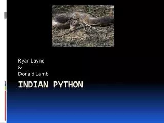 Indian Python