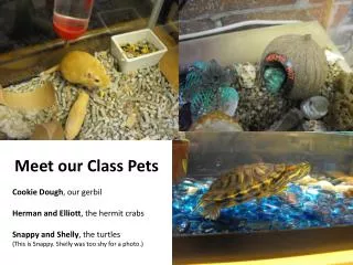 Meet our Class Pets Cookie Dough , our gerbil Herman and Elliott , the hermit crabs