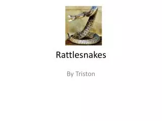 Rattlesnakes