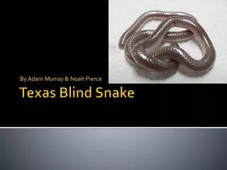 Texas Blind Snake