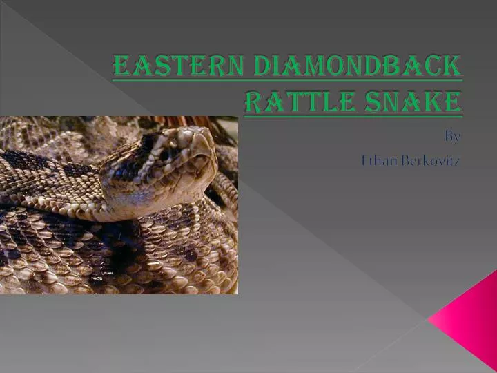 eastern diamondback rattle snake