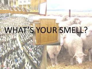 WHAT’S YOUR SMELL?