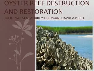Oyster Reef Destruction and Restoration Julie Paulsen, Aubrey Feldman, David Amero