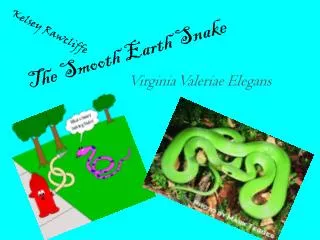 The Smooth Earth Snake