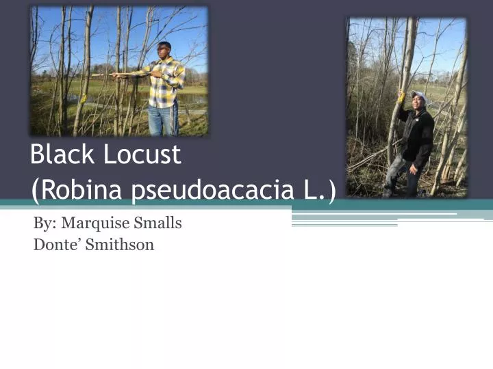 black locust robina pseudoacacia l