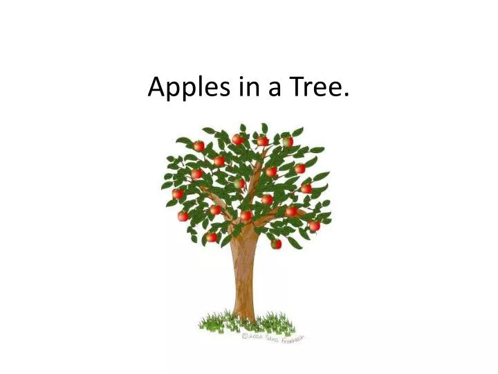apples in a tree