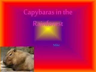 Capybaras in the Rainforest