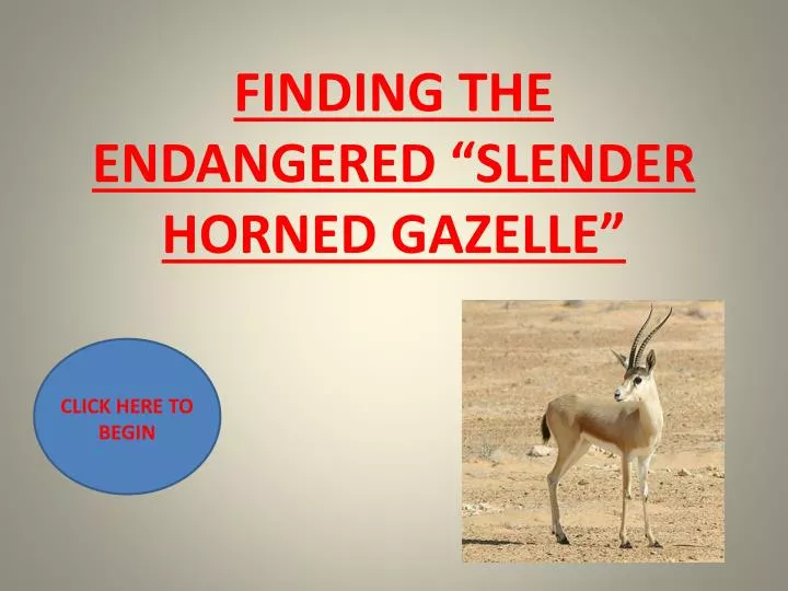 finding the endangered slender horned gazelle