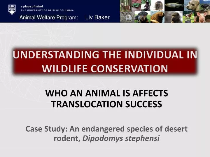 understanding the individual in wildlife conservation