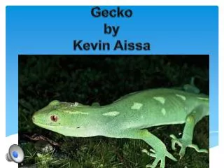 Gecko by Kevin Aissa