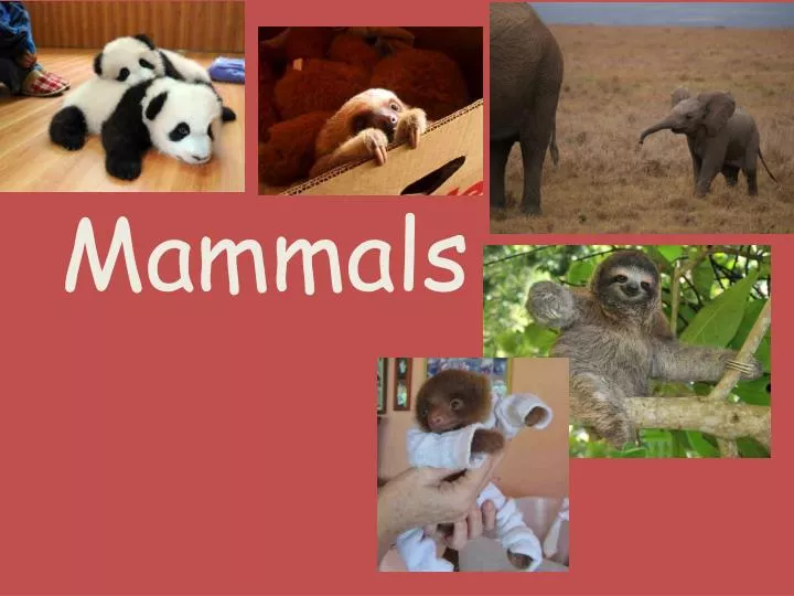 mammals