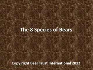 The 8 Species of Bears