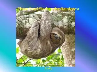 Three Toed Sloth in the Rainforest