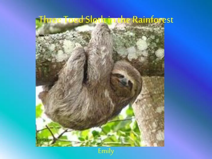three toed sloth in the rainforest