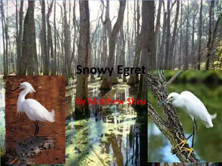 Snowy Egret, Level 6 Study Guide