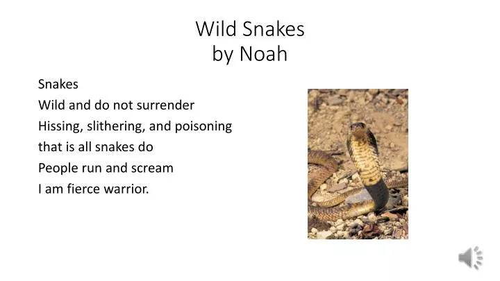 wild snakes by n oah