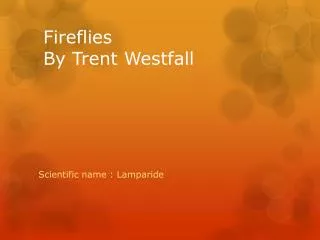 Fireflies By Trent Westfall
