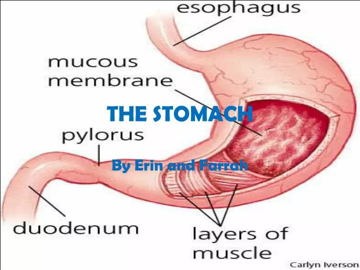 the stomach