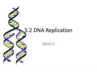 5.2 DNA Replication