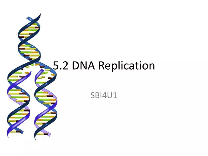 5 2 dna replication