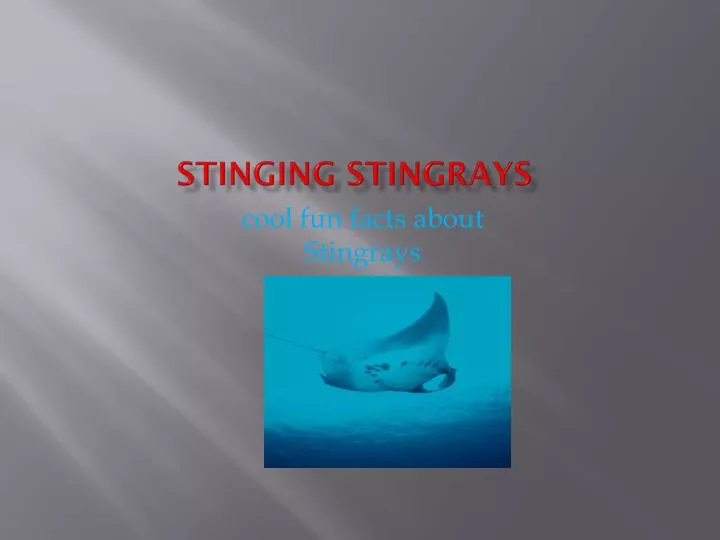 stinging stingrays