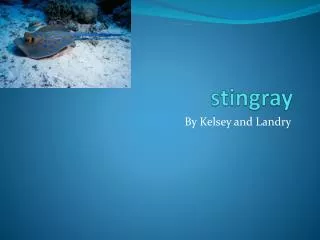 stingray