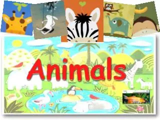 Animals