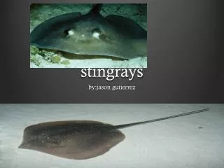 stingrays