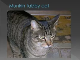 Munkin tabby cat