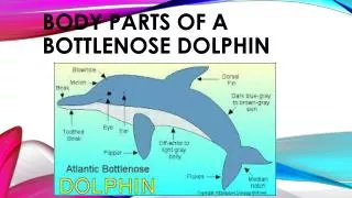 Body parts of a bottlenose dolphin
