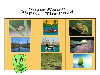 Super Sleuth Topic : The Pond