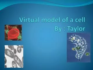 Virtual model of a cell By : Taylor