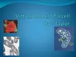Virtual model of a cell By : Taylor - slide 1
