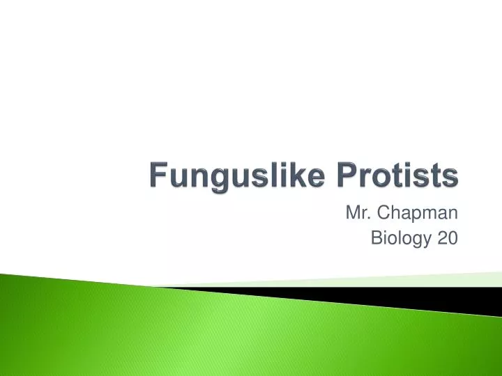 funguslike protists