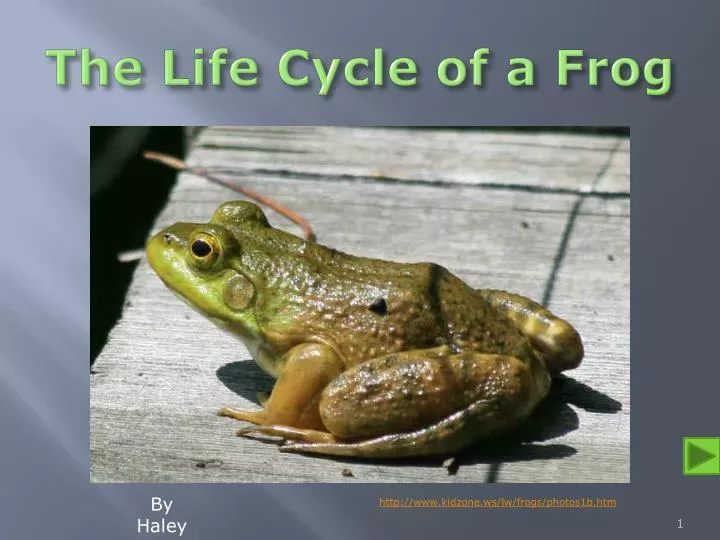 the life cycle of a frog