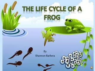 The Life cycle of a frog