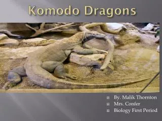 Komodo Dragons