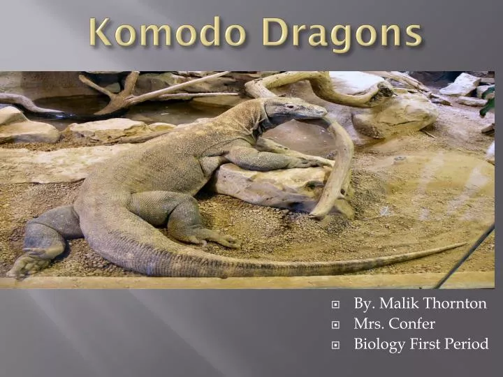komodo dragons