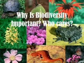 Why Is Biodiversity Important? Who cares?