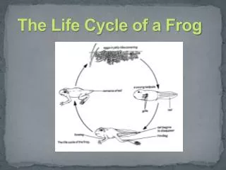 The Life Cycle of a Frog