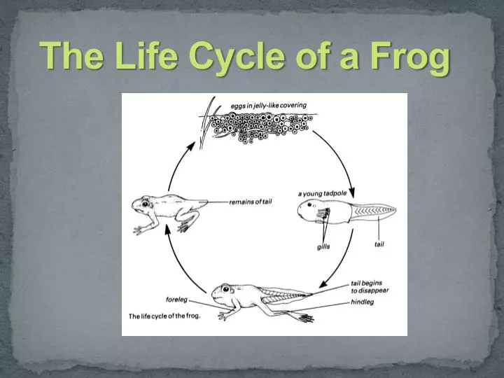 the life cycle of a frog